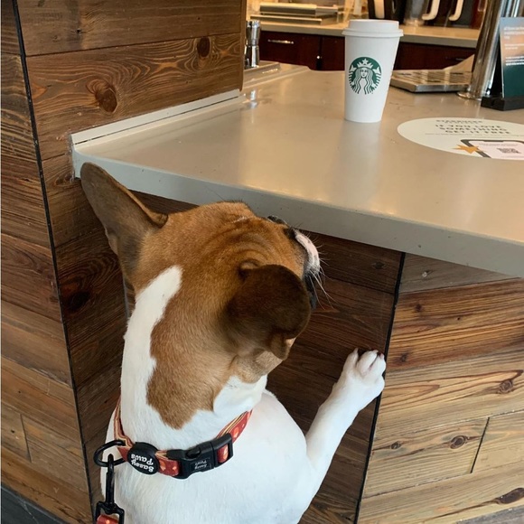 Dog collar + matching bow tie! - Picture 2 of 10